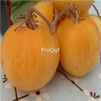 19.9usd ngryise 6000pcs Wapsipinicon Peach tomato seed