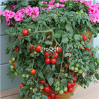 19.9usd Ngryise 6000Pcs A Set Tumbling Tom Tomato seed