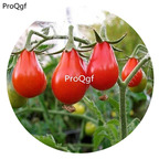 19.9usd Ngryise 6000Pcs A Set Red Pear Tomato seed
