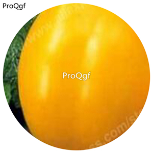 19.9usd ngryise 6000pcs Cherokee Yellow Tomato seed