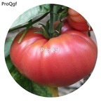 19.9usd ngryise  6000pcs a set German Johnson Tomato Seeds