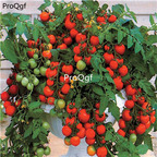 19.9usd ngryise 6000pcs Maskotka Hybrid Tomato seed