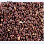 29usd Prodgf 500Pcs A Set Humulus lupulus  seed