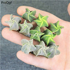 29usd Ngryise 10Pcs A Set random succulent