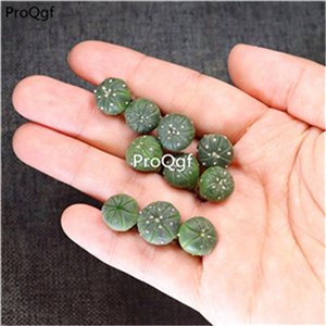 29usd Ngryise 10Pcs A Set random succulent
