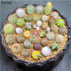 39usd ProQgf 10Pcs A Set random succulent hot species