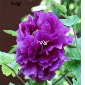 19.9USD Ngryise  500Pcs A Set  Paeonia delavayi Franch SEED