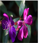 19.9usd Ngryise 500Pcs A Set Melastoma candidum seed