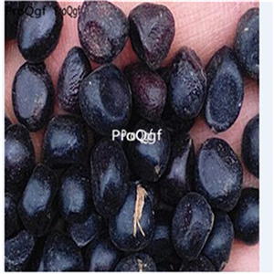 19.9usd Ngryise 500Pcs A Set Melastoma candidum seed