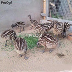 500usd 1pcs Ngryise 1 Set Struthio camelus real animal