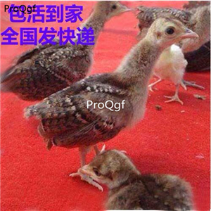 399usd Ngryise 1 Set peacock animal