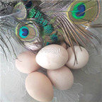 88USD Ngryise 5Pcs A Set peacock egg