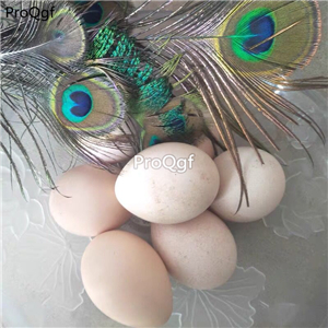 88USD Ngryise 5Pcs A Set peacock egg