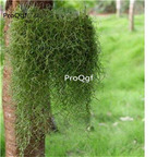 19.9usd ProQgf 300Pcs A Set Usnea diffracta seed