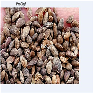 19.9usd ProQgf 300Pcs A Set Usnea diffracta seed