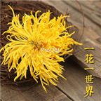 19.9usd dry flower Ngryise 80pcs a set Dendranthema morifolium