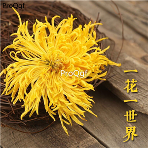 19.9usd dry flower Ngryise 80pcs a set Dendranthema morifolium