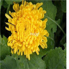 19.9usd   Ngryise 500pcs a set Dendranthema morifolium seed