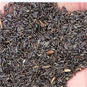 19.9usd   Ngryise 500pcs a set Dendranthema morifolium seed