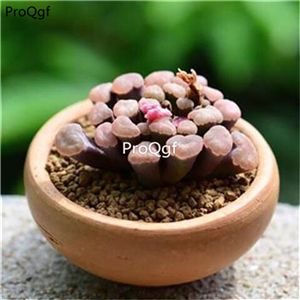 19.9usd Ngryise 5 Set Frithia pulchra plant