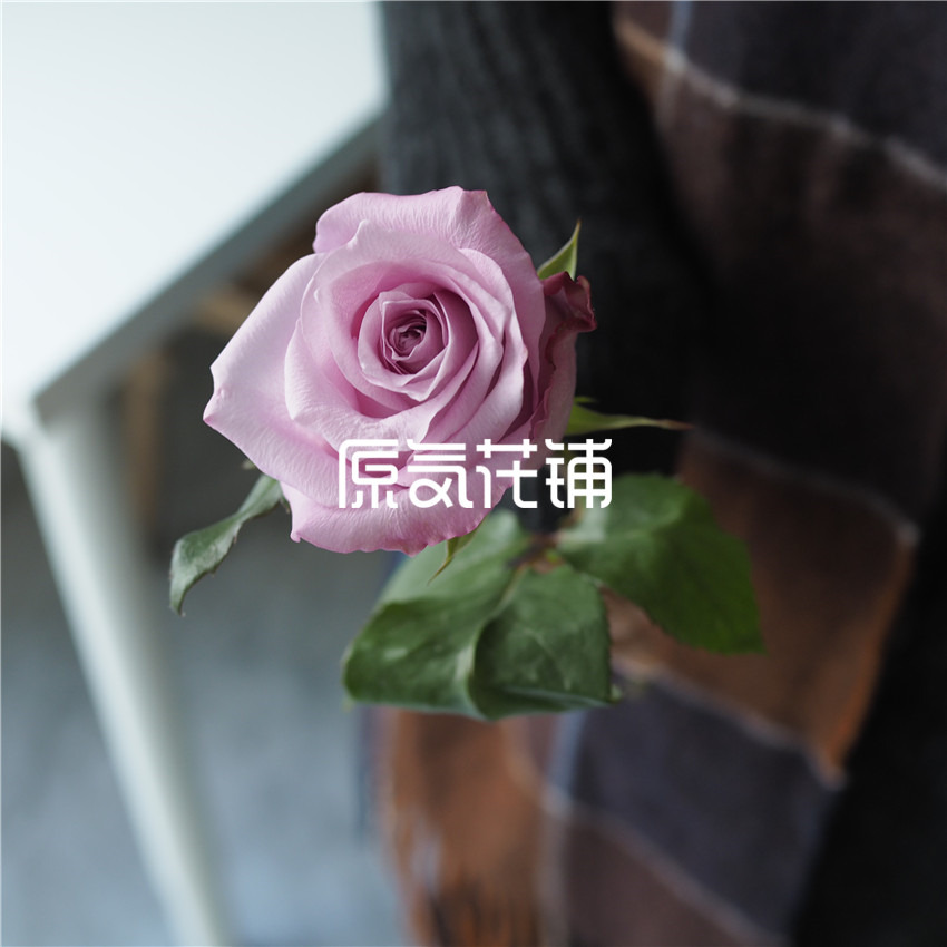 原气花铺-花店-上海-北京碧海--单枝中国云南玫瑰-2
