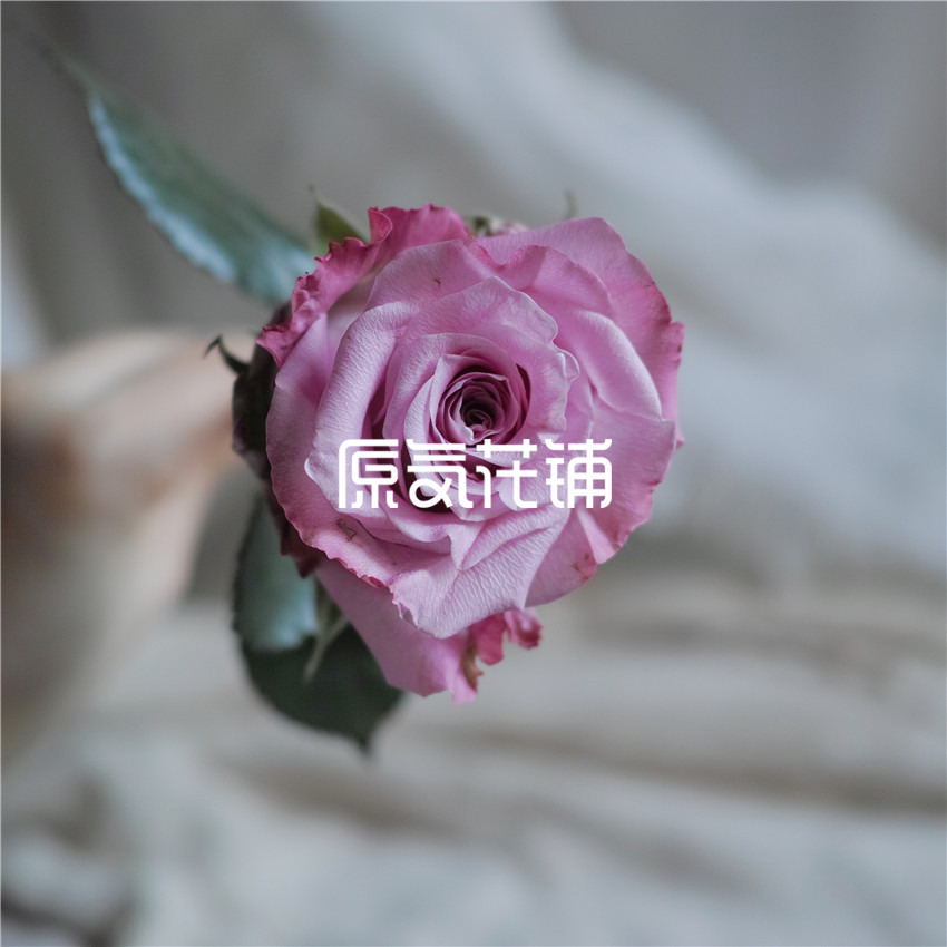 原气花铺-花店-上海-北京碧海--单枝中国云南玫瑰-1