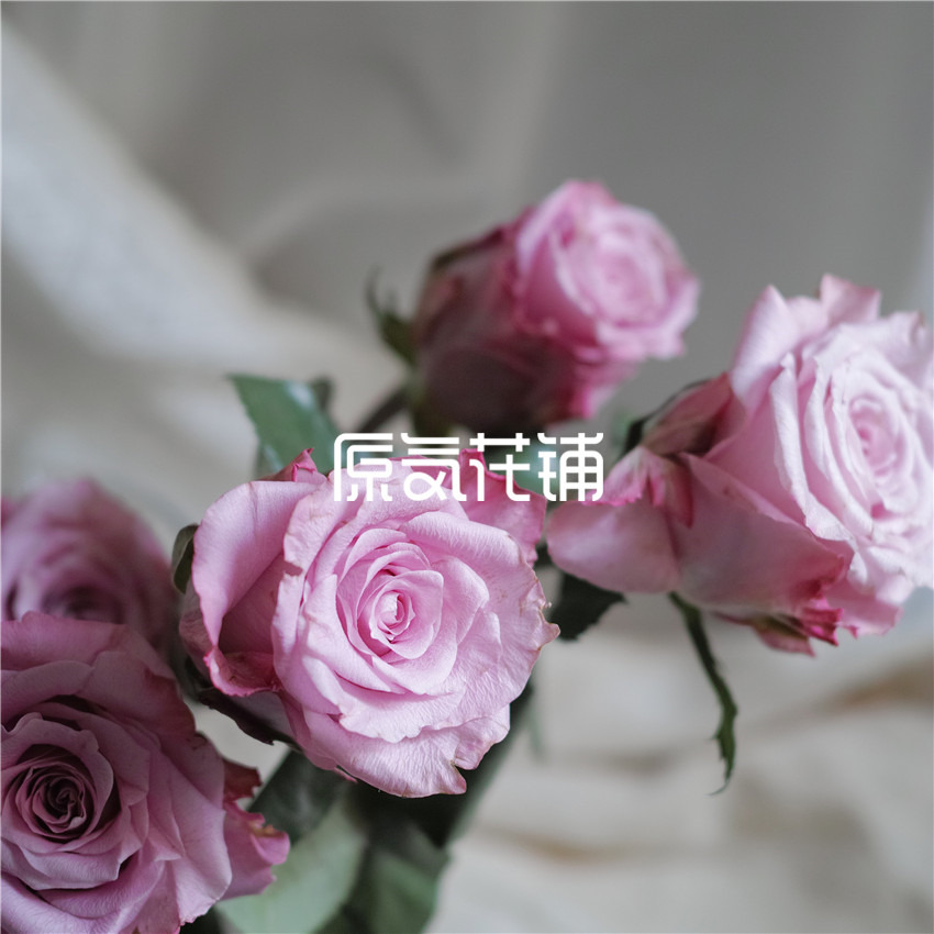 原气花铺-花店-上海-北京碧海--单枝中国云南玫瑰-3