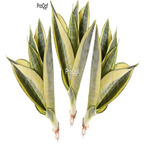 78usd Ngryise 3Pcs A Set Sansevieria trifasciata plant