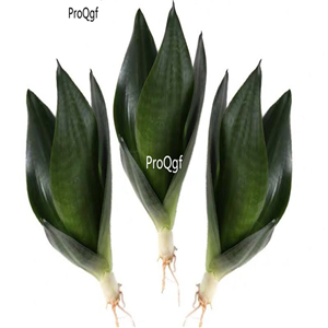 78usd Ngryise 3Pcs A Set Sansevieria trifasciata plant