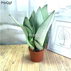 78usd Ngryise 3Pcs A Set Sansevieria trifasciata baiyu plant