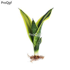 78usd Ngryise 3Pcs A Set Sansevieria trifasciata huangjin haixuan plant