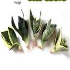 78usd Ngryise 3Pcs A Set Sansevieria trifasciata random species plant