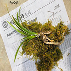 39usd Ngryise 2Pcs A Set Cymbidium ensifolium plant