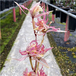 39usd Ngryise 2Pcs A Set Cymbidium ensifolium plant
