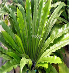 39usd Ngryise 500Pcs A Set Asplenium nidus seed
