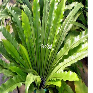 39usd Ngryise 500Pcs A Set Asplenium nidus seed