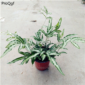 39usd Ngryise 500Pcs A Set Pteris cretica seed