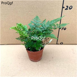 29usd Ngryise 1Pcs A Set Dauallia bullata plant