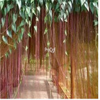 39usd ngryise 500pcs Cissus sicyoides  seed