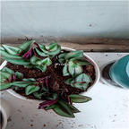 19usd Ngryise 3 Set Tradescantia zebrina Bosse plant