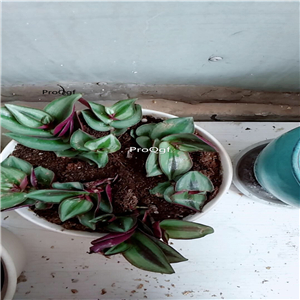 19usd Ngryise 3 Set Tradescantia zebrina Bosse plant