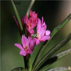 39usd Ngryise 300Pcs A Set Pomatocalpa spicatum Breda seed
