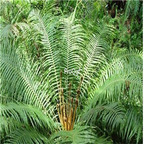 39usd Ngryise 300Pcs A Set Brainea insignis seed