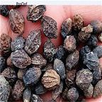 29usd Ngryise 500Pcs A Set Brunfelsia latifolia  seed