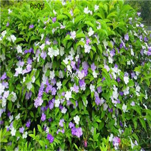29usd Ngryise 500Pcs A Set Brunfelsia latifolia  seed