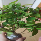 29usd Ngryise 1 Set Brunfelsia latifolia plant