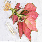 29USD Ngryise 2Pcs A Set  Aglaonema hot PLANT