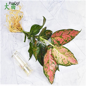 29USD Ngryise 2Pcs A Set  Aglaonema hot PLANT