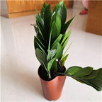 29usd Ngryise 1 Set Zamioculcas zamiifolia plant