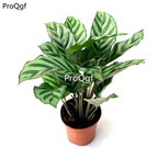 29usd Ngryise 1 Set Stromanthe sanguinea plant